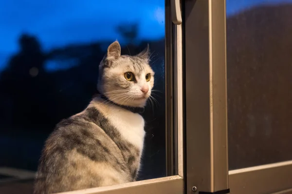 Chat Debout Attendre Près Fenêtre Nuit — Photo