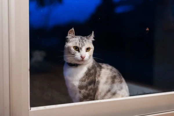 Chat Debout Attendre Près Fenêtre Nuit — Photo