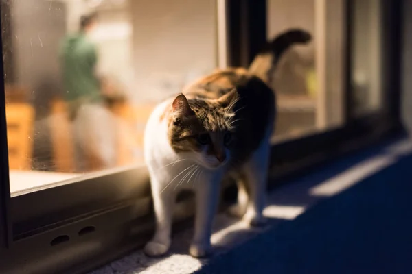 Gatto Camminare Vicino Alla Finestra Notte — Foto Stock