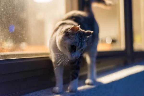 Gatto Camminare Vicino Alla Finestra Notte — Foto Stock