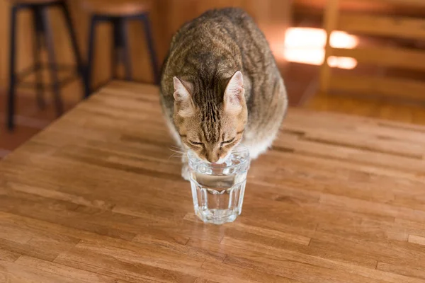 Katt Dricka Vatten Bordet Hemma — Stockfoto