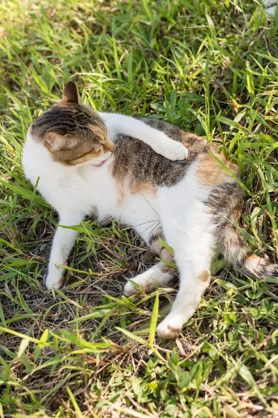 Gato Lavar Misma Pastizal Exterior —  Fotos de Stock