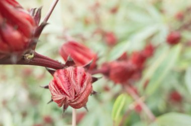 Luye, Taitung, Tayvan 'daki çiftlikte kırmızı Roselle çiçekleri.