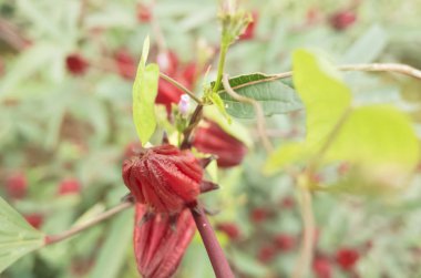 Luye, Taitung, Tayvan 'daki çiftlikte kırmızı Roselle çiçekleri.