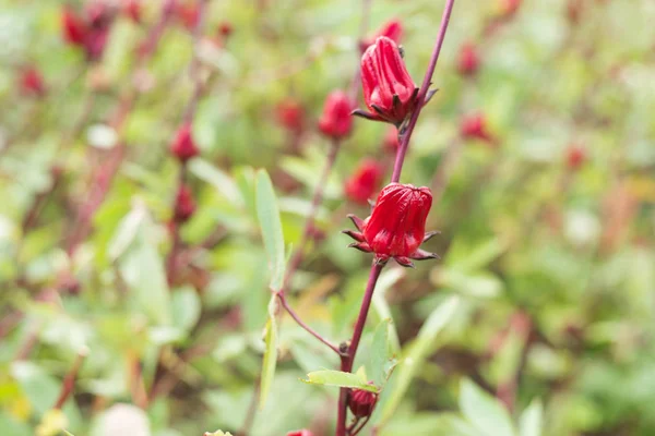 Flores Rojas Rosadas Granja Luye Taitung Taiwán —  Fotos de Stock