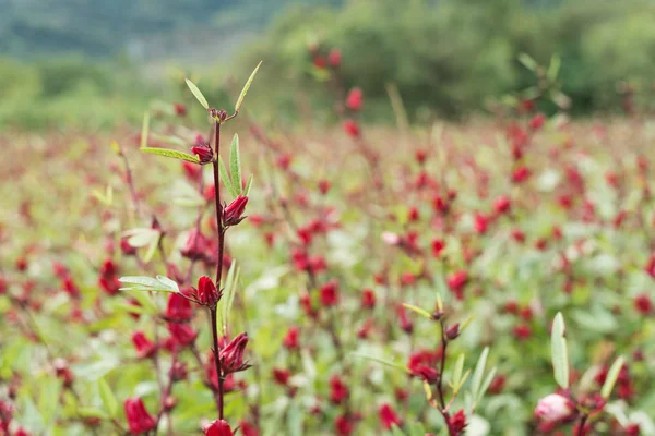 Czerwone Róże Farmie Luye Taitung Tajwan — Zdjęcie stockowe