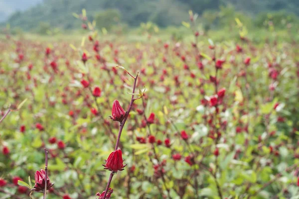 Красный Розель Цветы Ферме Луйе Тайтун Тайвань — стоковое фото