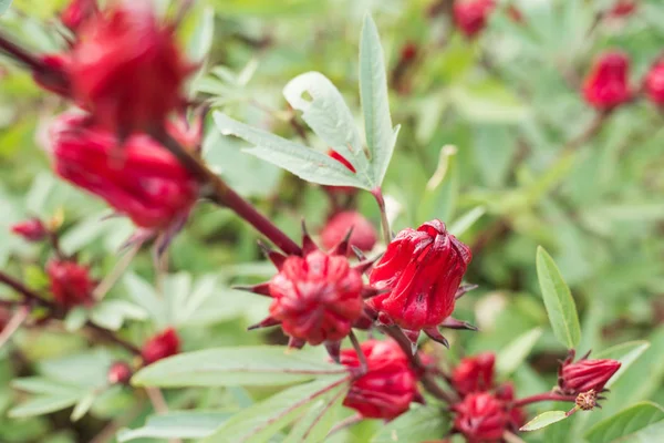 Roselle Flores Vermelhas Fazenda Luye Taitung Taiwan — Fotografia de Stock