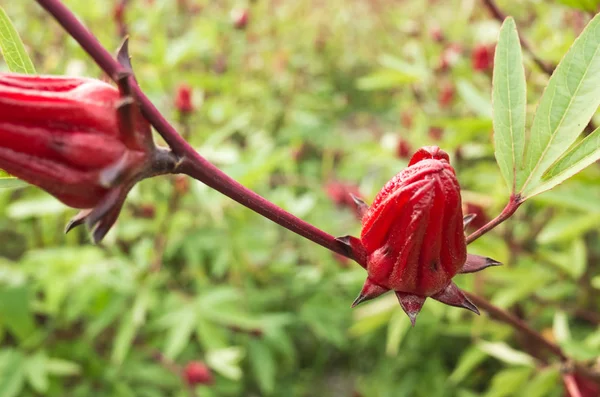 Roselle Flores Vermelhas Fazenda Luye Taitung Taiwan — Fotografia de Stock