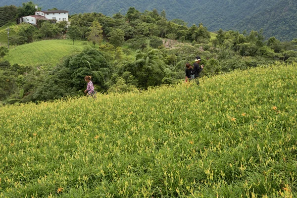 台湾花蓮のタイガーリリー ファームの丘で台東市 2018 農民労働者 — ストック写真