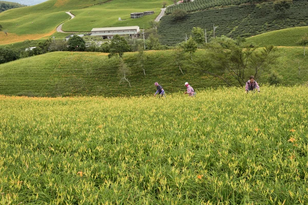 Taitung Taiwán Agosto 2018 Trabajador Agrícola Colina Granja Lirios Tigre — Foto de Stock