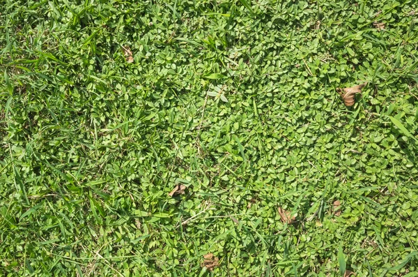 Green Grassland Texture Background Top View — Stock Photo, Image