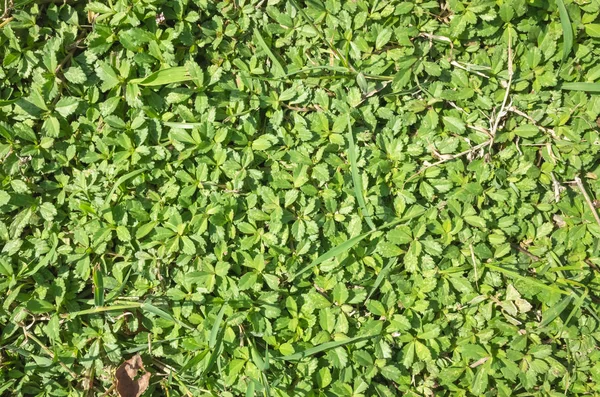 Green Grassland Texture Background Top View — Stock Photo, Image