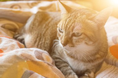 Tekir şişman kedi evde yatakta yatarken