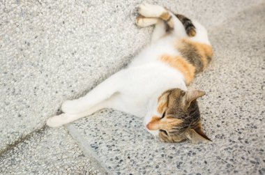 Küçük kedi dışarıda komik bir şekilde uyuyor.