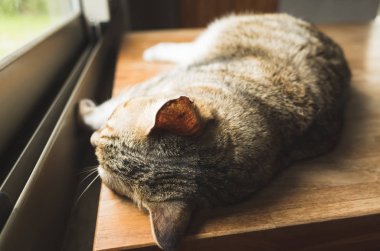 Tembel kedi tahta masada uyuyor.