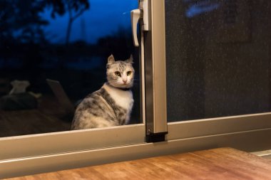 kedi stand ve geceleri pencerenin yanında bekle