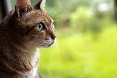 Tekir kedi pencerenin yanındaki tahta masaya otur.