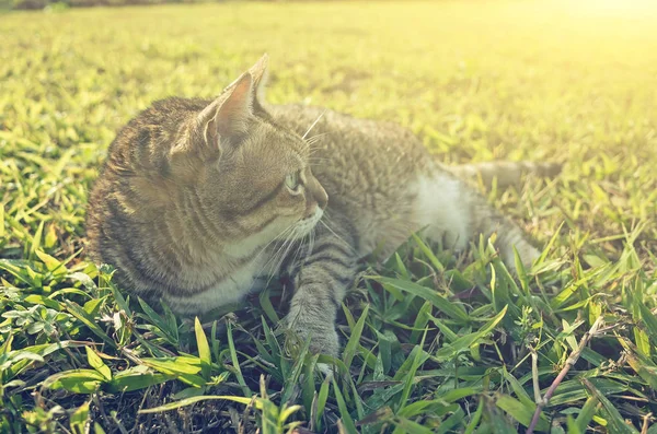 Old Cat Sit Grassland — Stock Photo, Image