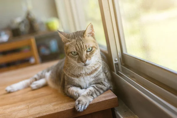 Τιγρέ Γάτα Καθίσει Στο Τραπέζι Στο Σπίτι — Φωτογραφία Αρχείου