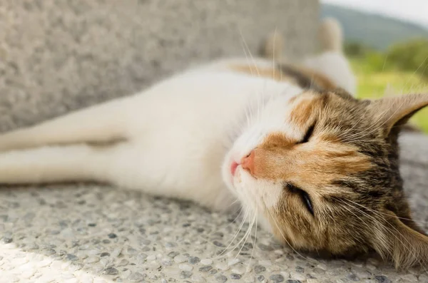 Petit Chat Dormir Dans Une Pose Drôle Extérieur — Photo