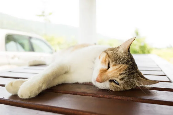 Маленькая Кошка Спит Лежит Деревянном Столе Открытом Воздухе — стоковое фото