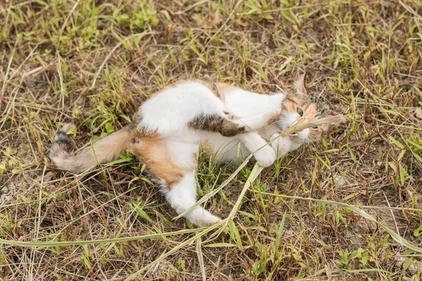 Gato Jogar Pau Grama Chão — Fotografia de Stock