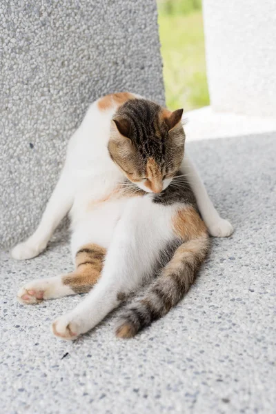 Pequeño Gato Picazón Lavado Aire Libre —  Fotos de Stock