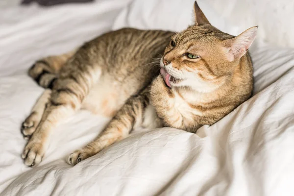 Perezoso Divertido Gato Tabby Lavar Permanecer Una Cama Casa — Foto de Stock