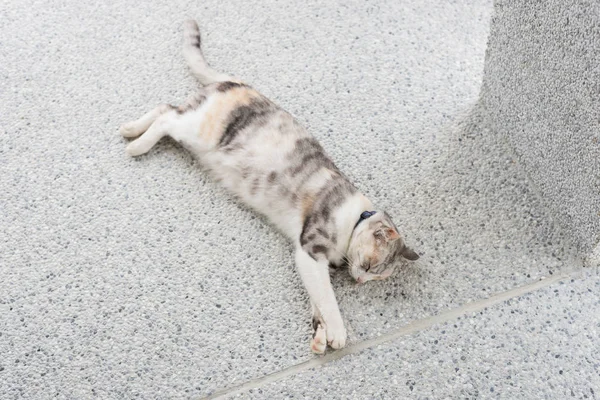 Gato Gris Joven Dormir Suelo — Foto de Stock