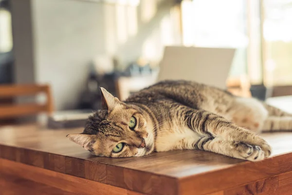 Fett Tabby Tamkatt Sover Bordet Hemma — Stockfoto