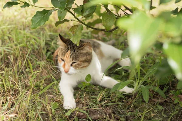 Kleine Katze Schläft Unter Dem Baum Freien — Stockfoto