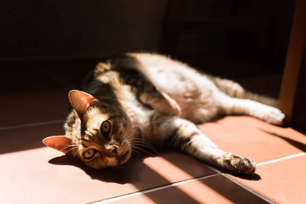 Kucing Tidur Tanah Rumah — Stok Foto
