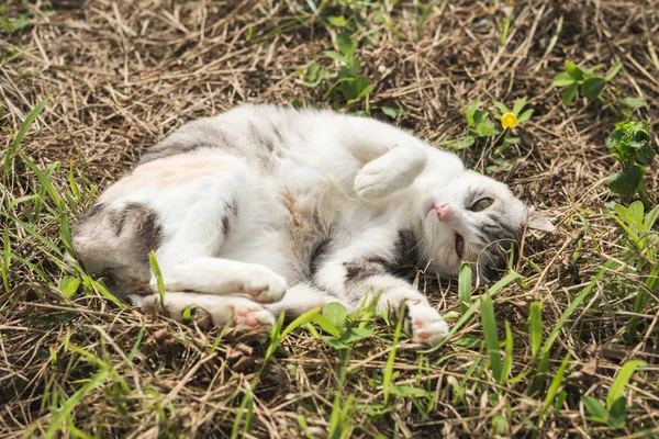 Kleine Katze Schläft Auf Der Wiese Freien — Stockfoto