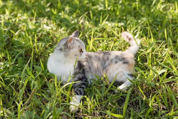 屋外の草原で寝ている猫は — ストック写真