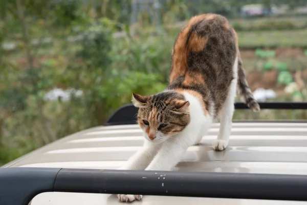 Stand Chat Sur Toit Une Voiture — Photo