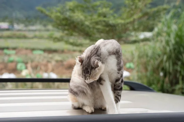 猫在车顶上洗澡 — 图库照片