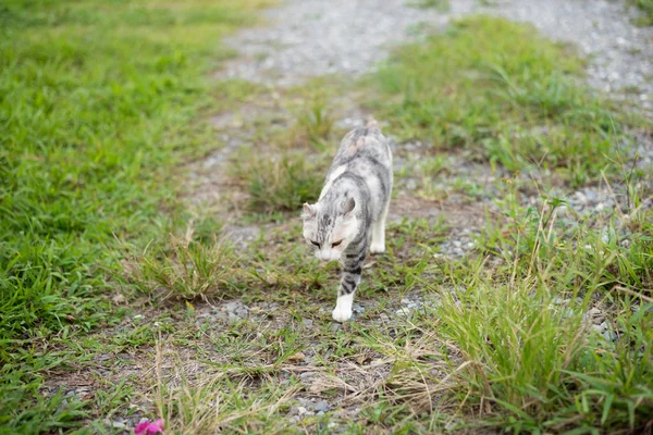 Gattino Sul Prato Gatto Domestico All Aperto — Foto Stock