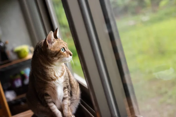 Gato Tabby Sentar Mesa Madeira Perto Janela — Fotografia de Stock