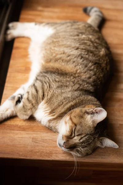 Gato Perezoso Durmiendo Escritorio Madera — Foto de Stock