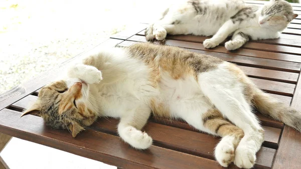 Kucing Tidur Berbaring Meja Kayu Luar Ruangan — Stok Foto