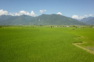 Kırsal bölgedeki yeşil çeltik tarlalarının manzarası