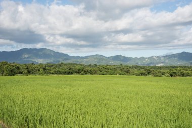 Yeşil çeltik tarlalarının gündüz manzarası