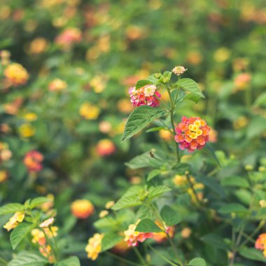 çiçek arkaplanı sığ alan derinliğine sahip