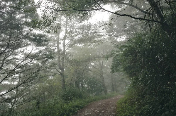 Waldlandschaft Mit Nebel Und Niemand Auf Dem Weg — Stockfoto