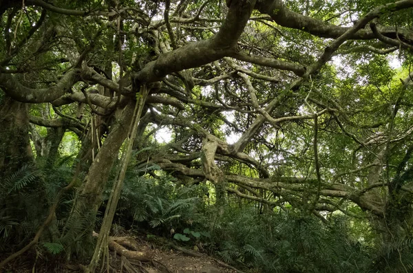 一棵奇怪的大树 有许多树枝伸展到森林的地面上 — 图库照片