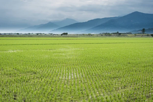 Rural Landscape Green Paddy Farm — Stock Photo, Image