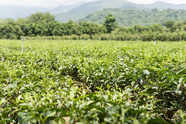 Çay Ağacı Luye Taitung Tayvan Çiftlik — Stok fotoğraf