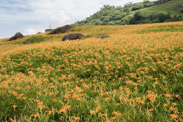 Landschaft Der Tigerlilie Taglilie Blumen Farm Auf Taiwan — Stockfoto