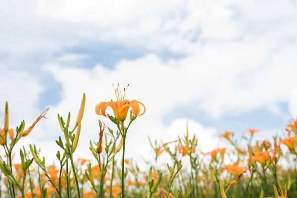 Krajobraz Tiger Lily Liliowca Kwiaty Farma Taiwan — Zdjęcie stockowe